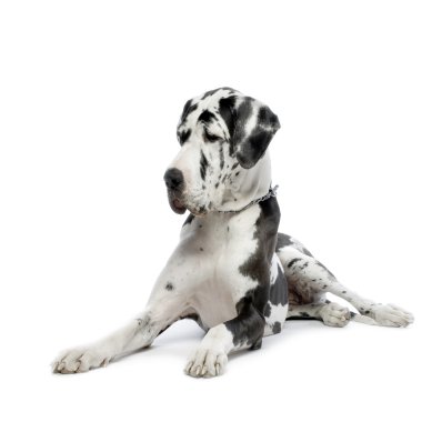 Great Dane HARLEQUIN clipart