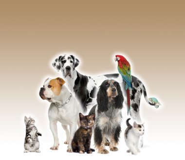 Group of pets standing in front of white and brown background, studio shot clipart