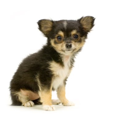Long haired chihuahua clipart