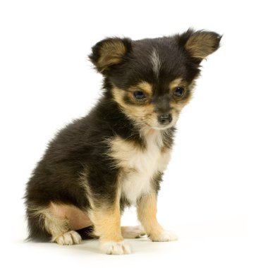 uzun saçlı chihuahua