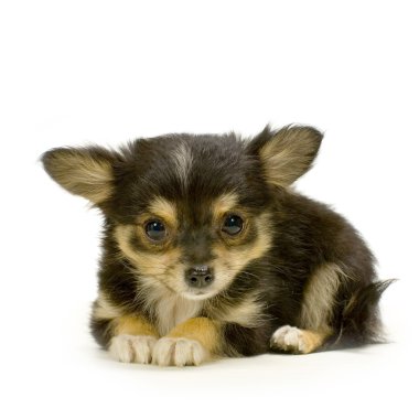 Long haired chihuahua clipart