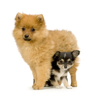 A long haired chihuahua and a spitz clipart