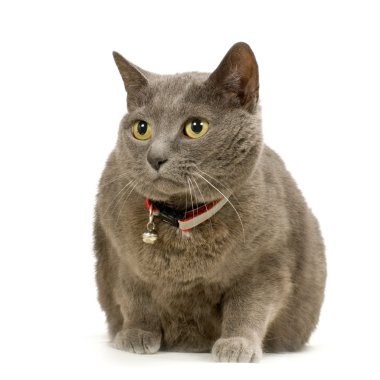 Chartreux