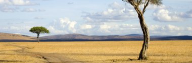 Masai mara