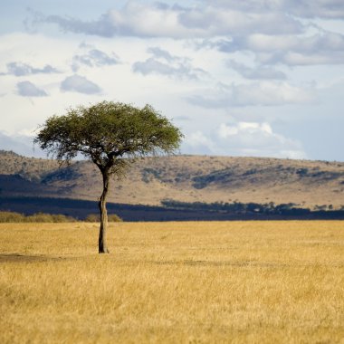 Masai mara clipart