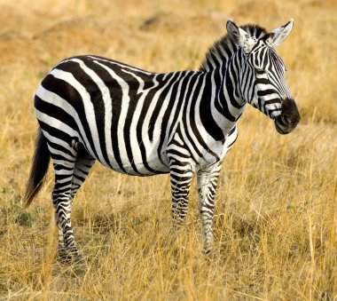 Zebra