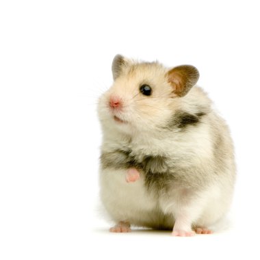 Hamster clipart