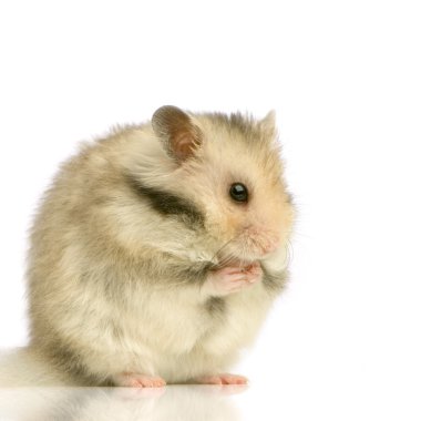 hamster