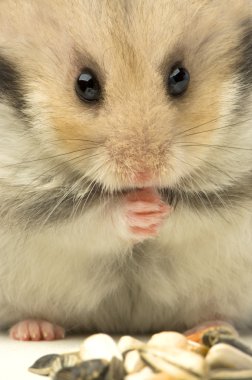 Hamster clipart