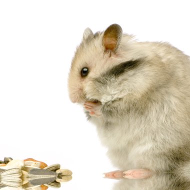 Hamster clipart