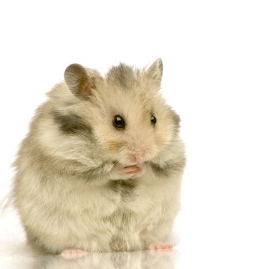 hamster