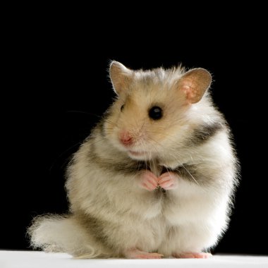 Hamster clipart