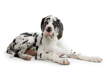 Great Dane HARLEQUIN clipart