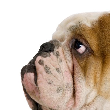 İngilizce Bulldog