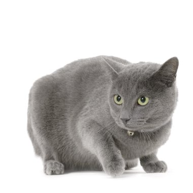 Chartreux