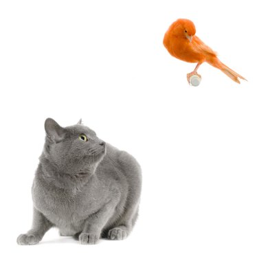 The bird and the cat clipart