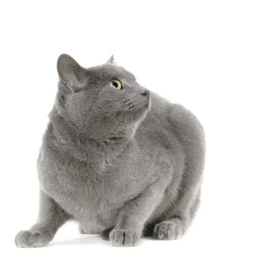 Chartreux