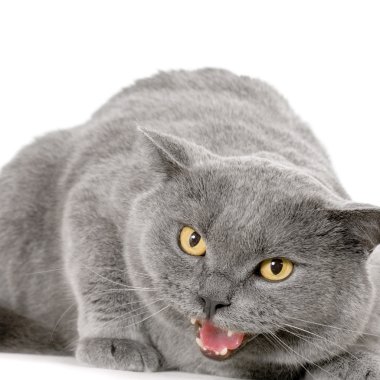 Chartreux