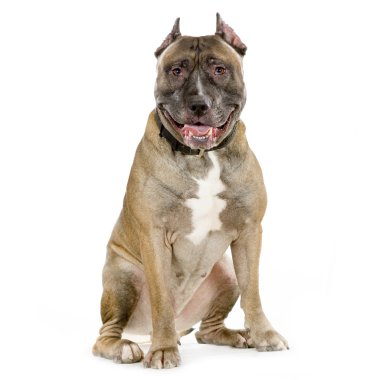 American Staffordshire terrier clipart