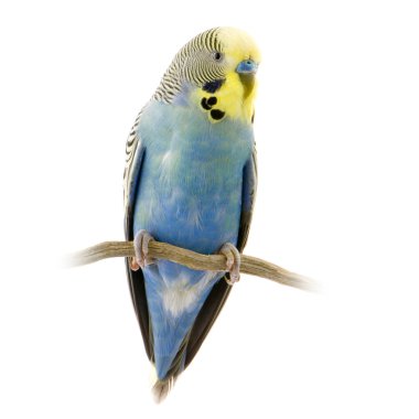 Blue and yellow budgie clipart