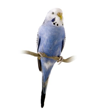 Blue and white budgie clipart