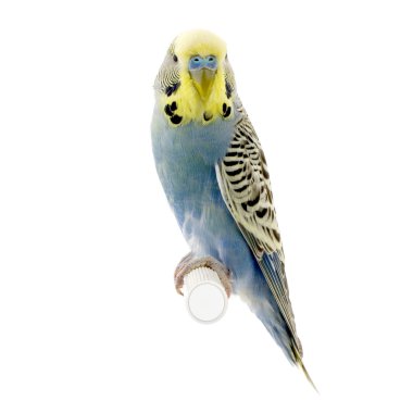 Yellow and blue budgie clipart