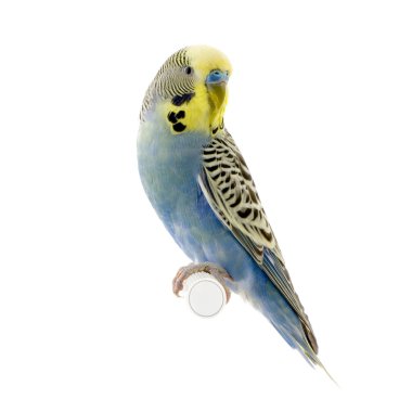 Yellow and blue budgie clipart