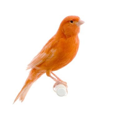 Red canary on its perch clipart