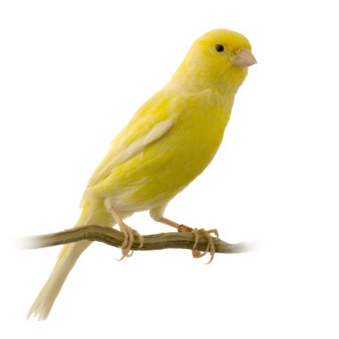 Yellow canary on its perch clipart