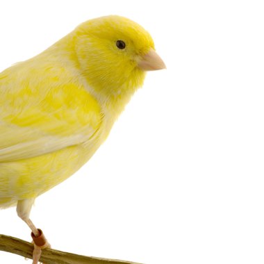 Yellow canary on its perch clipart