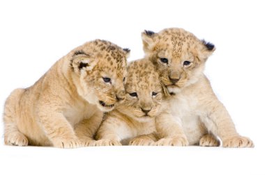 Lion Cubs clipart