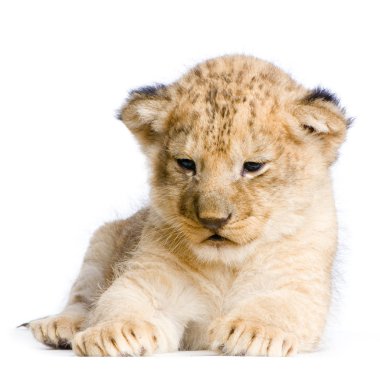 Lion Cub clipart