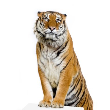 Tiger's posing clipart