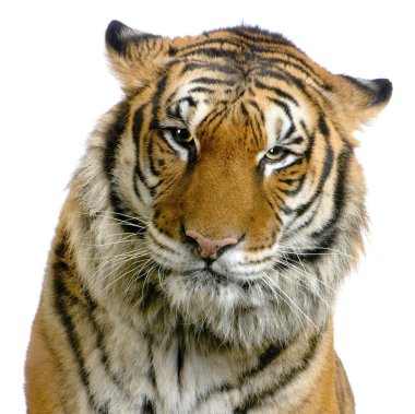 Tiger's face clipart