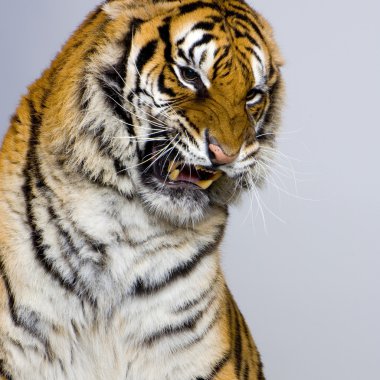 Tiger's Snarling clipart