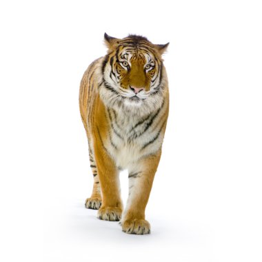 Tiger standing up clipart