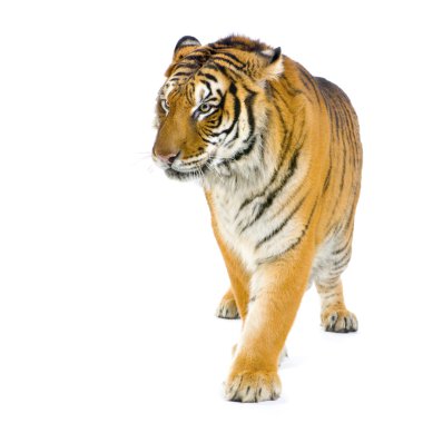 Tiger walking clipart