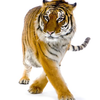 Tiger walking clipart