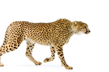 Cheetah Walking clipart