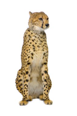 Cheetah sitting clipart