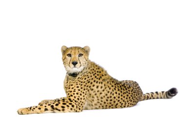Cheetah lying down clipart