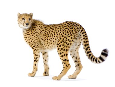 Cheetah ayakta