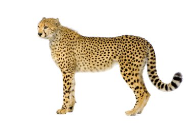 Cheetah ayakta