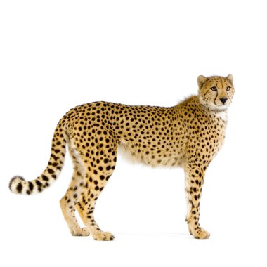 Cheetah standing up clipart