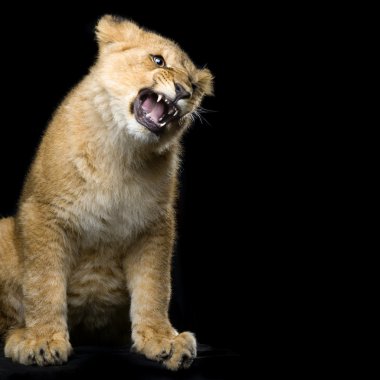 Lion Cub sitting clipart