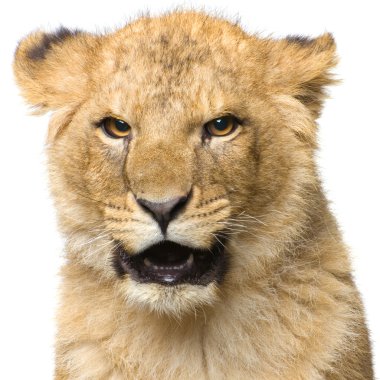 Lion Cub clipart