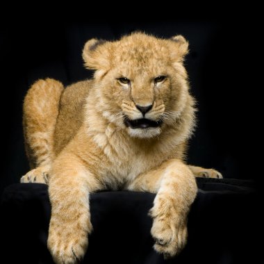 Lion Cub lying down clipart