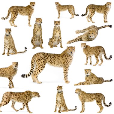 Fourteen Cheetahs clipart