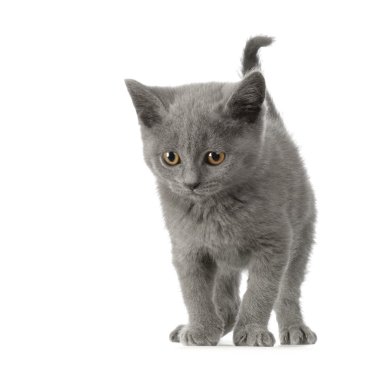 Chartreux yavru kedi
