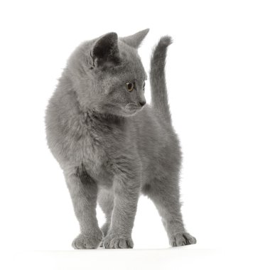 Chartreux yavru kedi